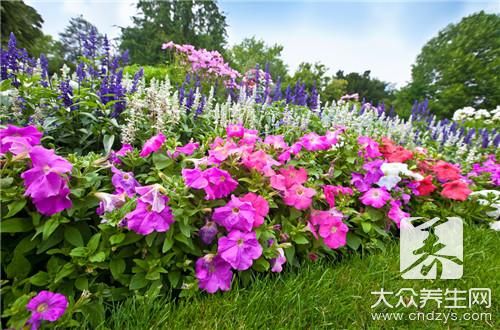 杜鵑花藥用價值是怎樣的