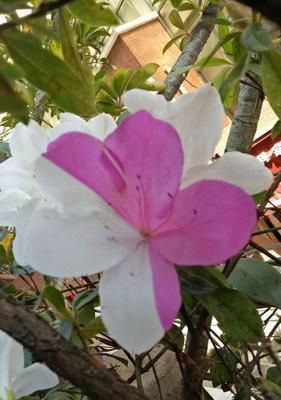 杜鹃花是否可食用？（探究杜鹃花的营养价值及食用方法）