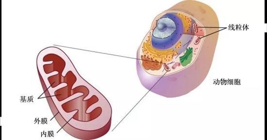 细胞中线粒体的构造，图片来源：必应