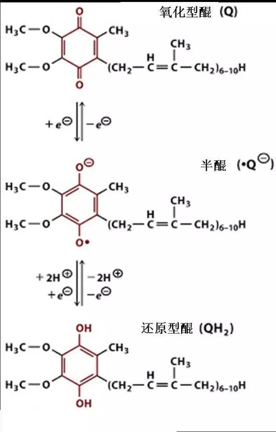 醌（Principles of Biochemistry， 第4版，Pearson Prentice Inc。， 2016）