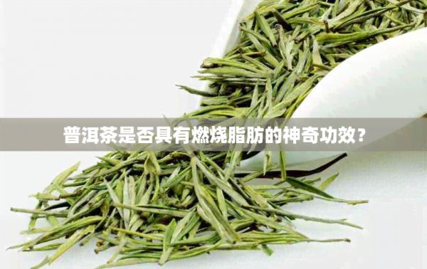 普洱茶是否具有燃烧脂肪的神奇功效？