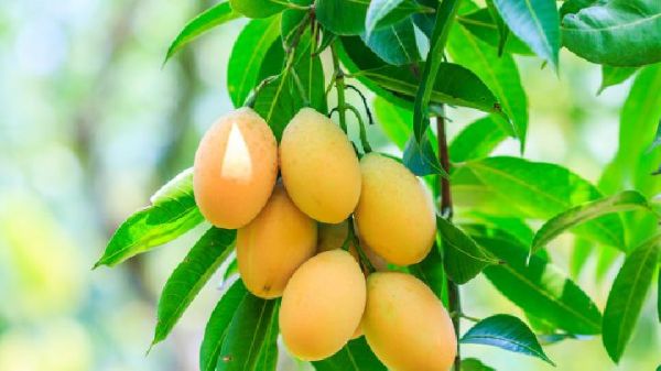 喝養(yǎng)生減肥茶需要注意什么？養(yǎng)生減肥茶為何不宜常喝？