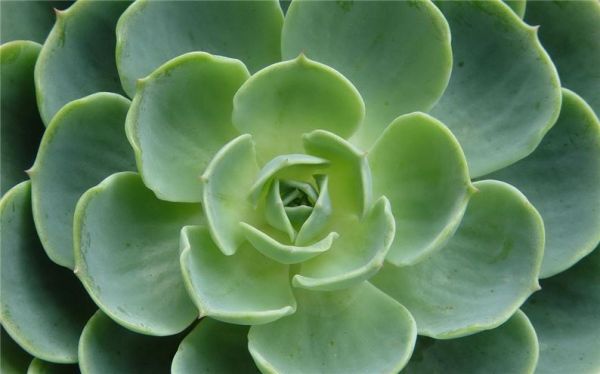植物瘦身湯包：健康減肥的好幫手(2)
