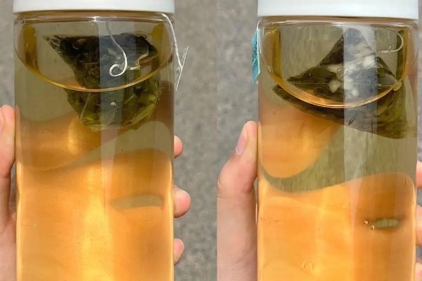 為什么不建議喝袋泡茶，