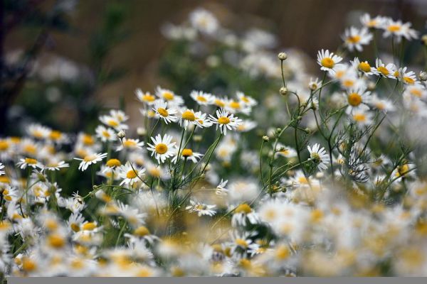 chamomile-5360418_960_720