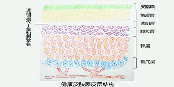 去角質(zhì),角質(zhì)層,化妝品,深層清潔產(chǎn)品,細(xì)胞,清潔