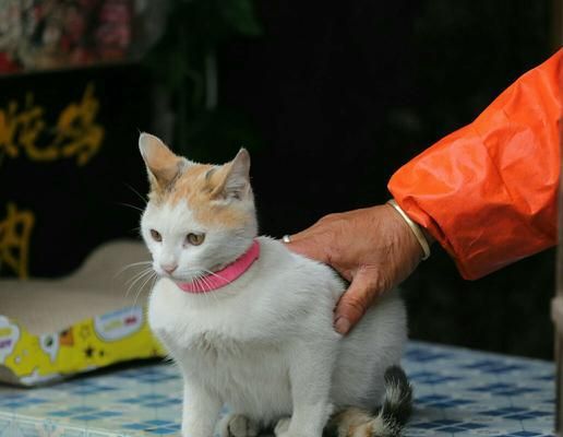 營養(yǎng)大贊！貓狗的最愛-藍(lán)莓（探尋藍(lán)莓的豐富營養(yǎng)與健康益處）