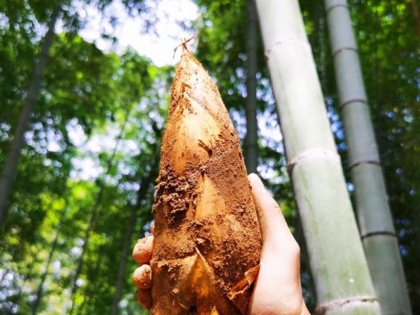 純奶手撕吐司的做法 步驟1