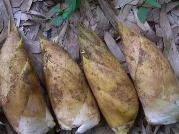 純奶手撕吐司的做法 步驟1
