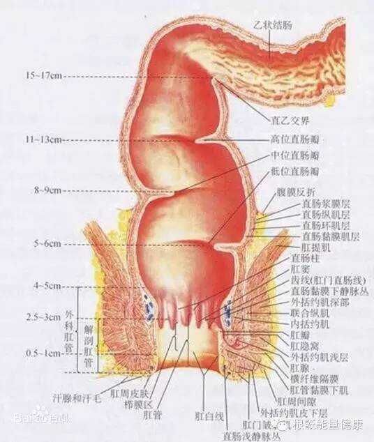 有一种特别摄生办法，它在肛门调度，叫做>（图五）