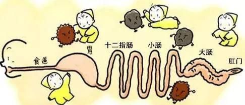 吃肉多，真的會傷害腸道健康？看消化科醫(yī)生怎么說