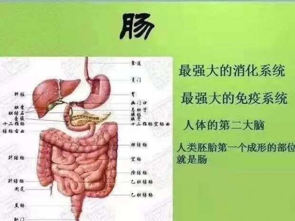 8个维护肠道健康的饮食调理建议