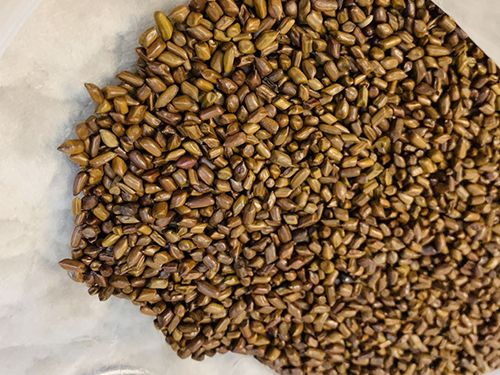 山楂決明子清脂茶的做法與作用