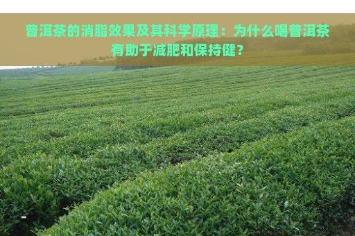 普洱茶的消脂效果及其科学原理：为什么喝普洱茶有助于减肥和保持健？