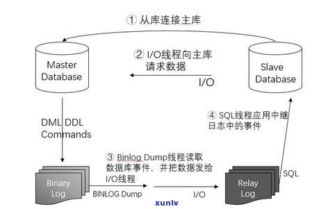 普洱茶助消化原理詳解：作用及機制圖解