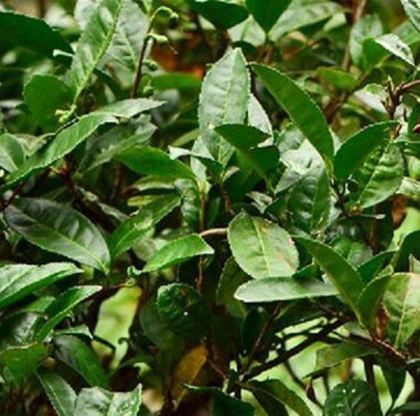 普洱茶