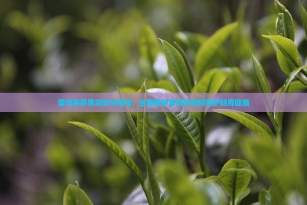 普洱茶養(yǎng)胃功效與喝法：全面解析普洱茶如何保護(hù)腸胃健康