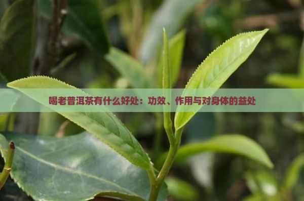 喝老普洱茶有什么好處：功效、作用與對(duì)身體的益處