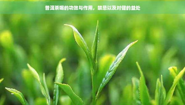 普洱茶喝的功效與作用，禁忌以及對(duì)健的益處