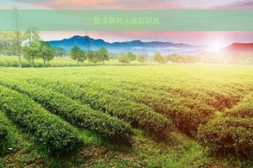 普洱茶對人體的好處
