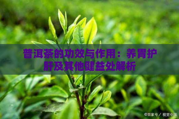 普洱茶的功效与作用：养胃护肝及其他健益处解析