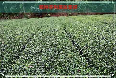 哪种茶利尿效果好