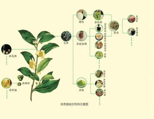 茶资源的综合开发利用