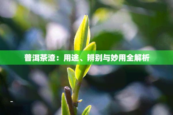 普洱茶渣：用途、辨别与妙用全解析