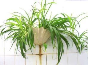 蛋殼、茶葉渣、淘米水···這些對(duì)花草真的好嗎？