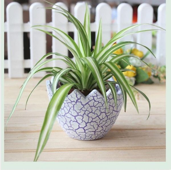 蛋殼、茶葉渣、淘米水···這些對(duì)花草真的好嗎？