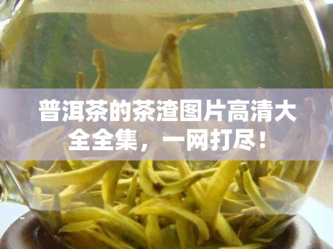 普洱茶的茶渣圖片高清大全全集，一網(wǎng)打盡！