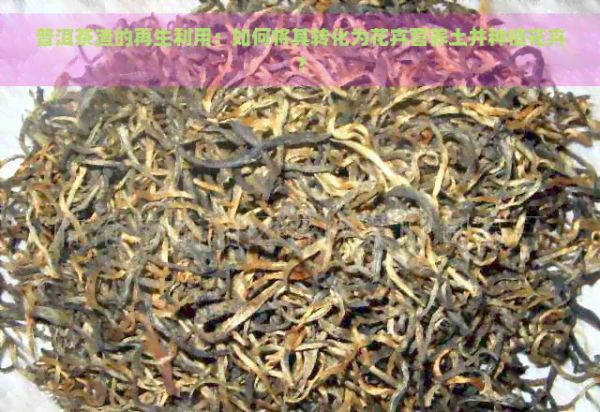 普洱茶渣的再生利用：如何將其轉(zhuǎn)化為花卉營養(yǎng)土并種植花卉？