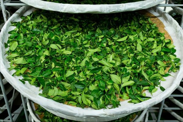 發(fā)酵茶是“垃圾貨”，和“土坑酸菜”一樣臟，事情真的是這樣嗎？