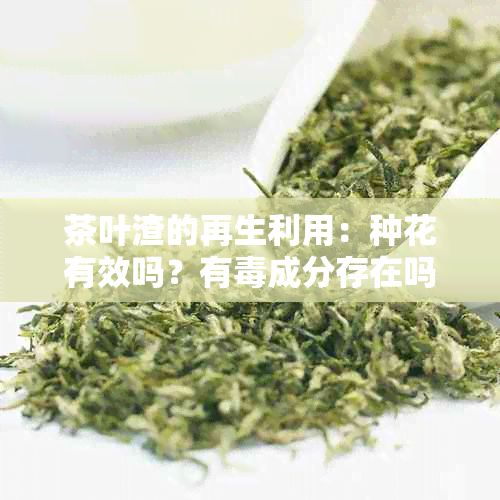 茶葉渣的再生利用：種花有效嗎？有成分存在嗎？如何正確安全使用？