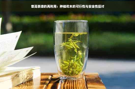 普洱茶渣的再利用：種植花木的可行性與安全性探討