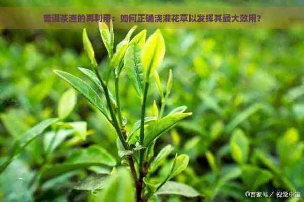 普洱茶渣的再利用：如何正确浇灌花草以发挥其更大效用？