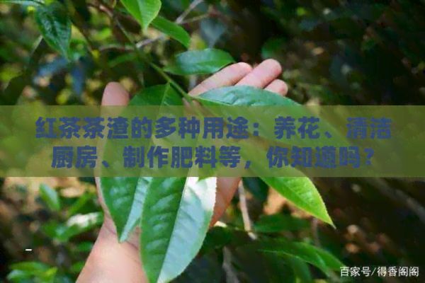 红茶茶渣的多种用途：养花、清洁厨房、制作肥料等，你知道吗？