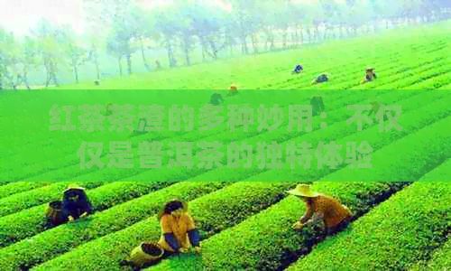 红茶茶渣的多种妙用：不仅仅是普洱茶的独特体验