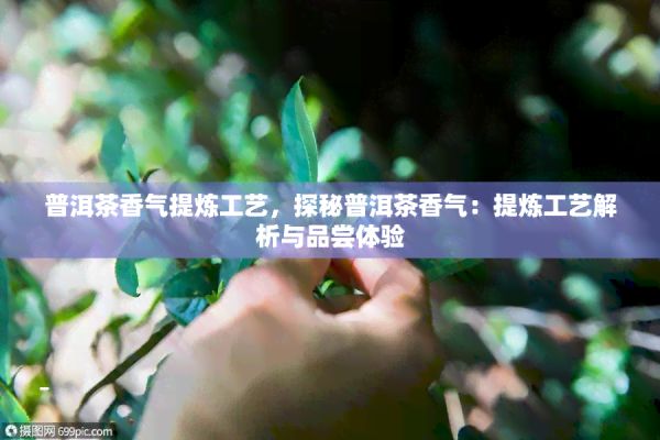 普洱茶香气提炼工艺，探秘普洱茶香气：提炼工艺解析与品尝体验