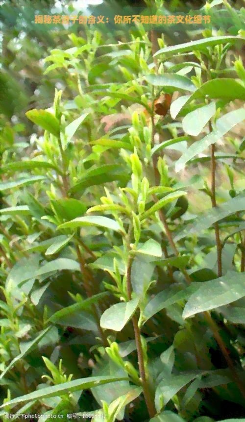 揭秘茶渣子的含義：你所不知道的茶文化細(xì)節(jié)