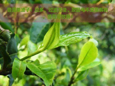 普洱茶渣子：过多、过滤方法、原因与不变质解析，是否可饮用？