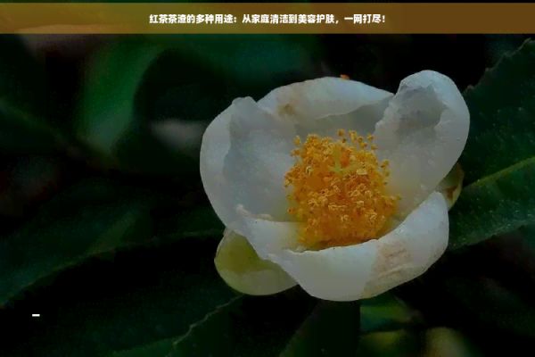 紅茶茶渣的多種用途：從家庭清潔到美容護(hù)膚，一網(wǎng)打盡！