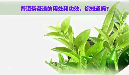 普洱茶茶渣的用处和功效，你知道吗？