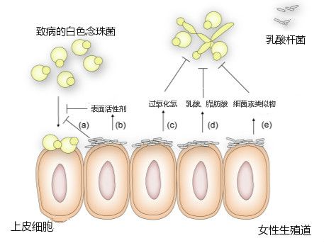 在女性生殖道，乳酸桿菌通過競爭結合位點，分泌表面活性劑降低白色念珠菌（一種人體條件致病菌，可引起陰道炎等疾?。┑恼掣?，其分泌的過氧化氫、乳酸和脂肪酸抑制白色念珠菌的增殖及擴張菌絲的形成，細菌素類似物可以抑制白色念珠菌的生長。