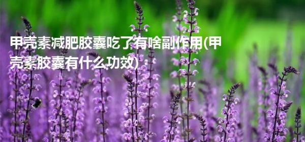 甲壳素减肥胶囊吃了有啥副作用(甲壳素胶囊有什么功效)