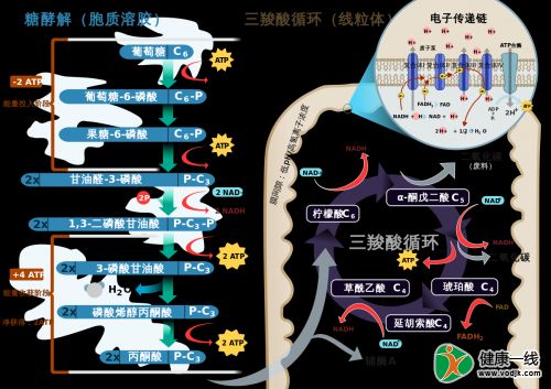 NMN可帮助瘦身，减肥新途径？