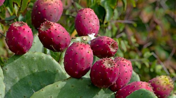8種低卡路里雞尾酒 幫您堅(jiān)持健康的飲食目標(biāo)