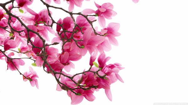 中药养生保健品市场痛点