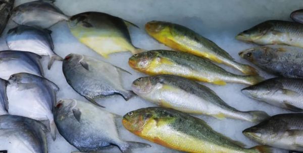 最新研究：會吃魚的人專挑這種魚，抗癌又延壽