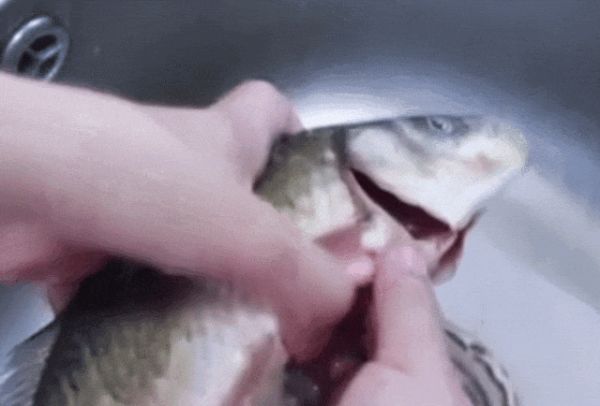 最新研究：會吃魚的人專挑這種魚，抗癌又延壽